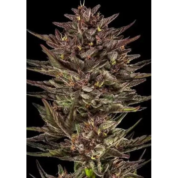 Frosted Zinn x Cookie Dog Auto