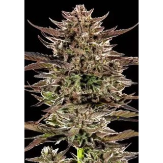 Frosted Zinn x 3 Bears OG Auto