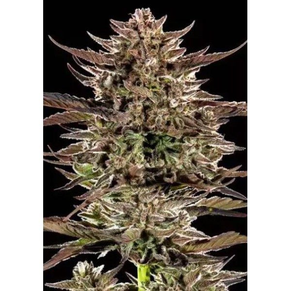 Frosted Zinn x 3 Bears OG Auto