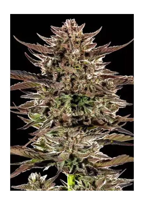 FROSTED ZINN x 3 BEARS OG AUTO