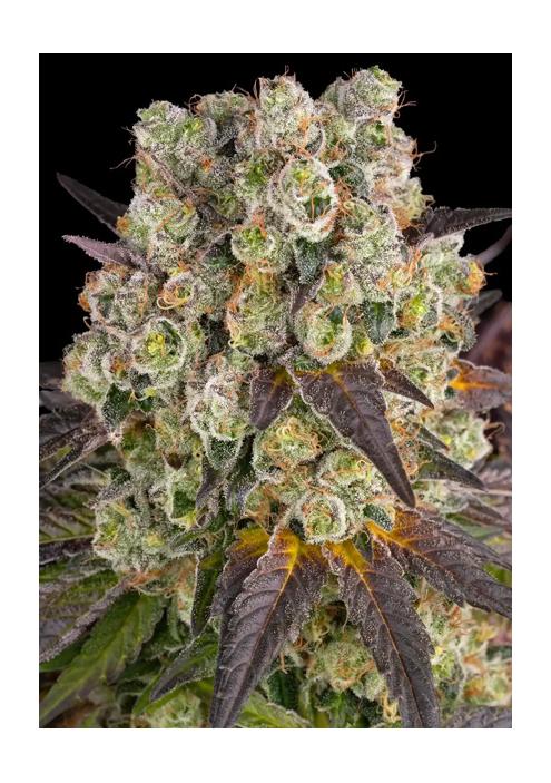 PURPLE PUNCH X LEMON DRIZZLE