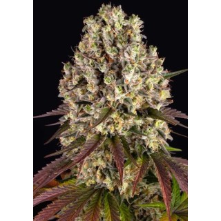 Sour Diesel feminizadas de Barney's Farm a venda, melhor preço aqui