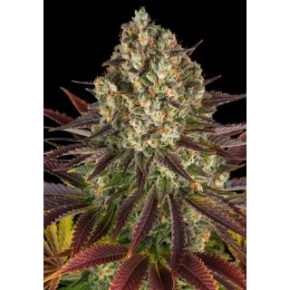 Biscotti da Barney's Farm a venda | Delícia de estirpe em êxtase