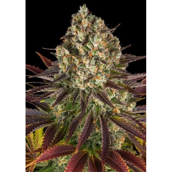 Biscotti da Barney's Farm a venda | Delícia de estirpe em êxtase