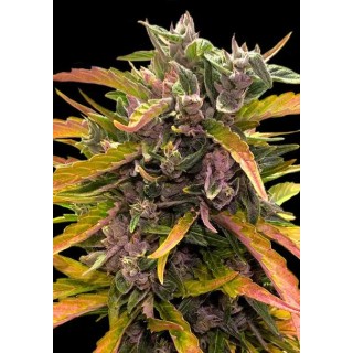 Gorilla Glue Auto barata a venda | Gorilla Glue Auto da Barney's Farm