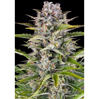 Gorilla Zkittlez Auto | Sementes de maconha Autoflorescentes