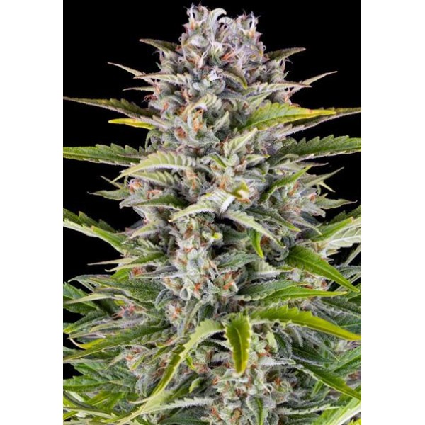 Gorilla Zkittlez Auto | Semillas de marihuana Autoflorecientes