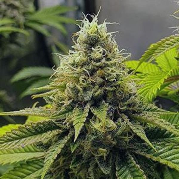 Banana Cake 3 u. fem In House Genetics