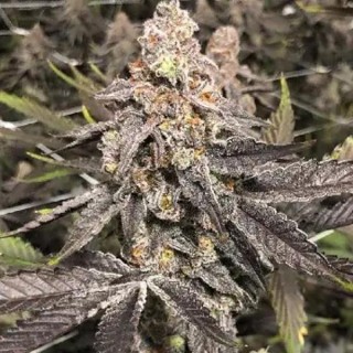 Bluenana 3 u. fem In House Genetics