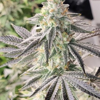 Deluxe Sugarcane 3 u. fem In House Genetics