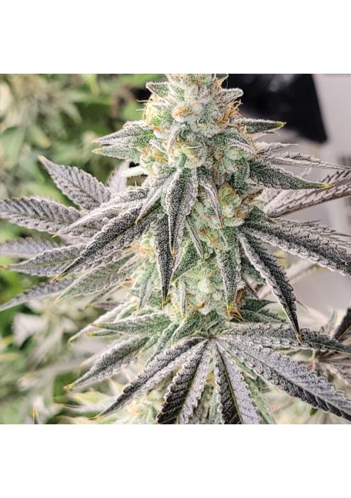 Deluxe Sugarcane 3 u. fem In House Genetics