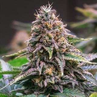 Ghost Train OG Fast  High Speed Buds