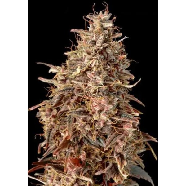 Auto Mimosa Punch