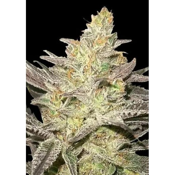 RAINBOW SHERBERT N11