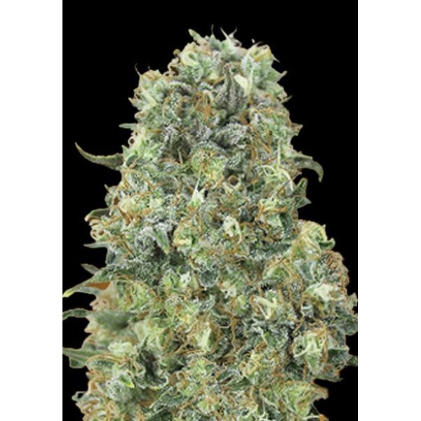 Comprar Critical Mass de Advanced Seeds | Critical Mass barata
