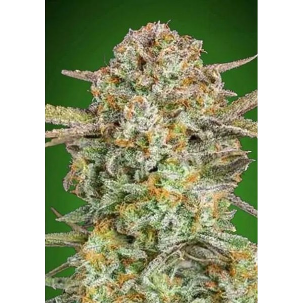 Comprar Auto Bruce Banner XXL barata de Advanced Seeds