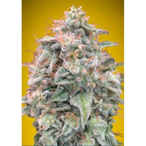 Comprar Advanced Seeds Auto Banana Cookies | Auto Banana Cookies barata