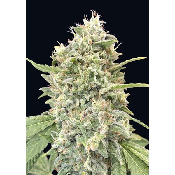 Comprar Strawberry Banana de Advanced Seeds | Strawberry Banana barata