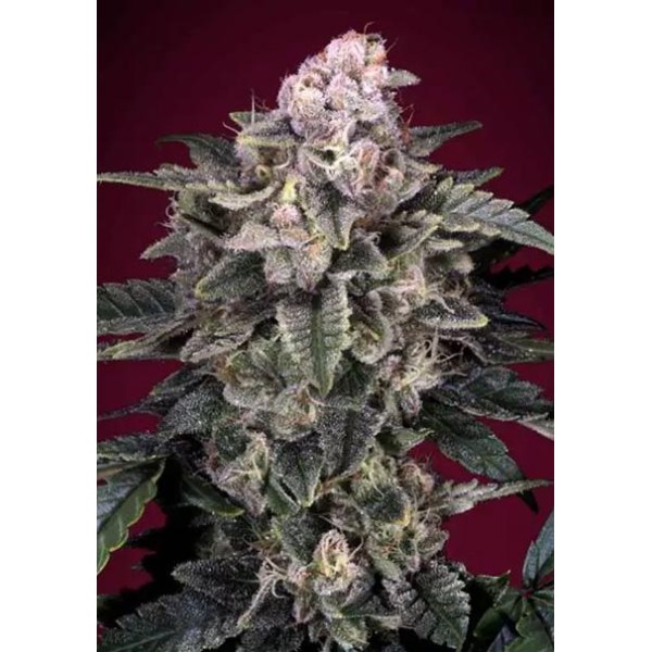 Slurricane by Advanced Seeds | Feminized Seeds