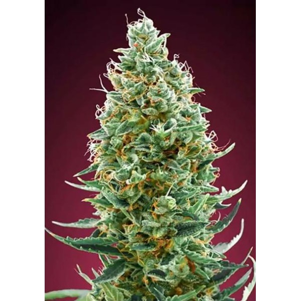 Comprar Amnesia Fast da Advanced Seeds | Sementes Feminizadas