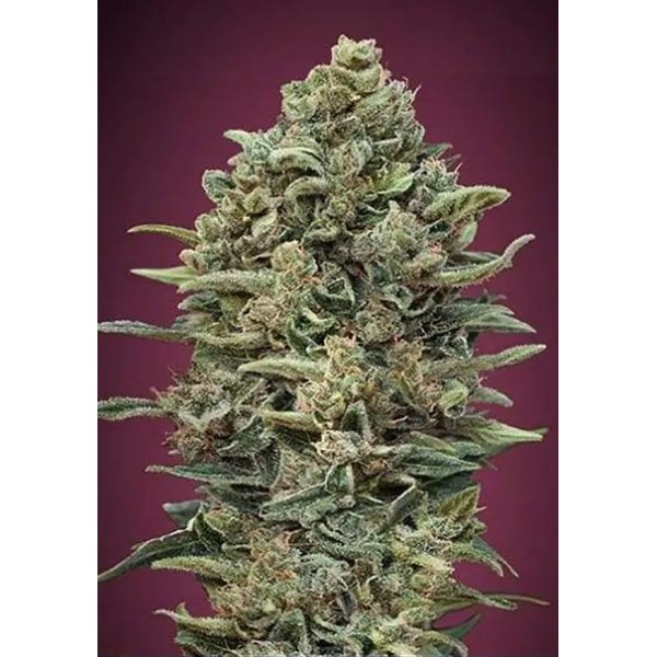 Fast Gelato #33 by Advanced Seeds | Feminized Seeds