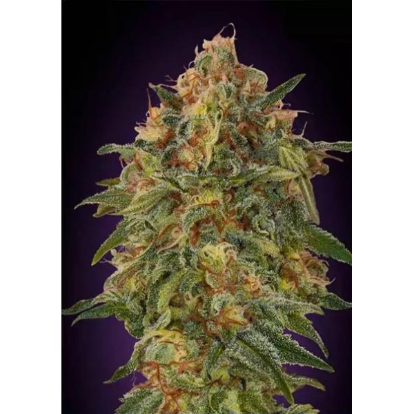 Zkittlez Feminizada | Sementes Advanced Seeds