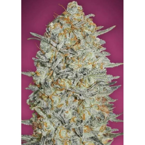Buy Gelato 33 | Cheap Gelato 33 by Advanced Seeds