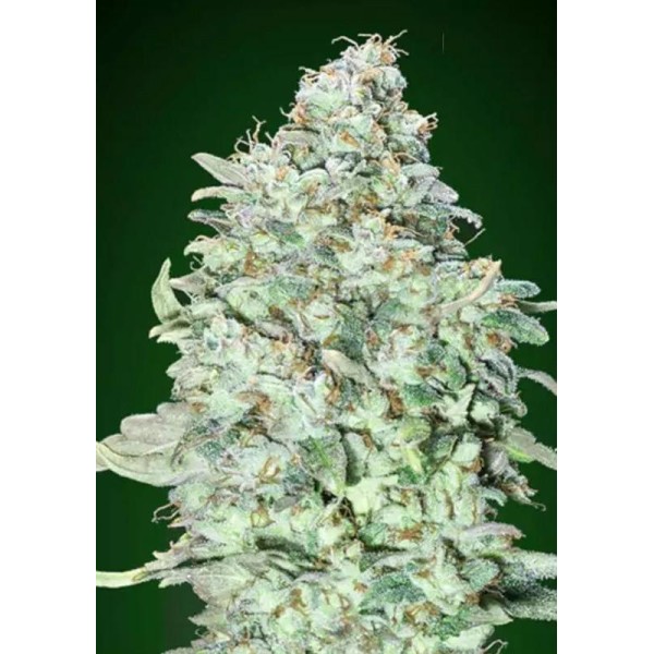 OG Kush SFV | Semillas de marihuana feminizadas