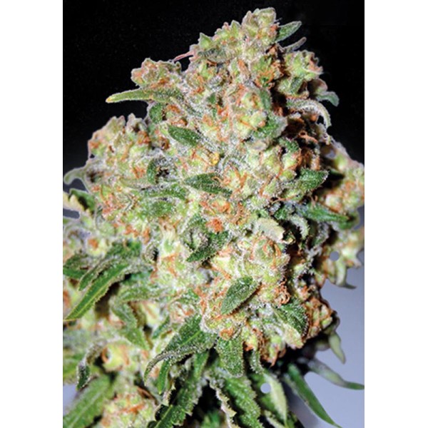 Comprar Critical Mass baratas | Sementes Critical Mass feminizadas