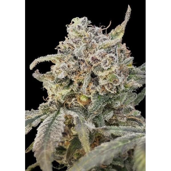 Auto Somango Glue | Sementes Advanced Seeds