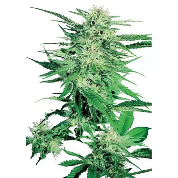 Big Bud | Sementes de maconha Feminizadas