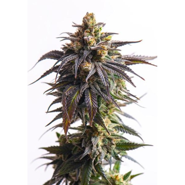 Auto Biscotti 3+1 u. fem. Vision Seeds