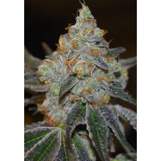 Auto Mimosa 3+1 u. fem. Vision Seeds