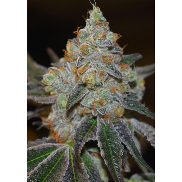 Auto Mimosa 3+1 u. fem. Vision Seeds
