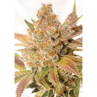 Auto Orange Sherbert 3+1 u. fem. Vision Seeds