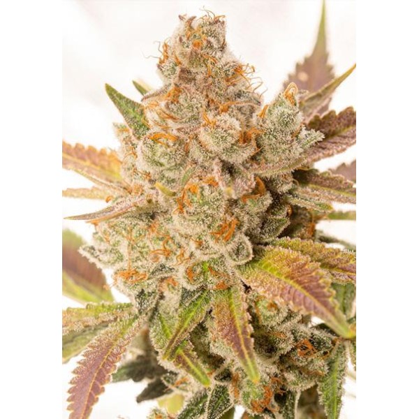 Auto Orange Sherbert 3+1 u. fem. Vision Seeds