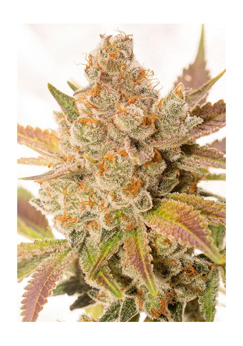 Auto Orange Sherbert 3+1 u. fem. Vision Seeds