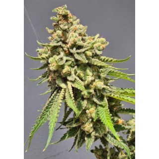Auto Strawberry Haze 3+1 u. fem. Vision Seeds