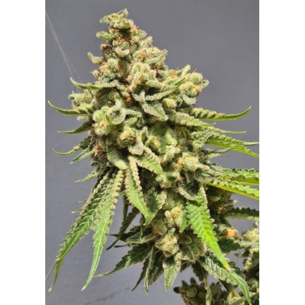 Auto Strawberry Haze 3+1 u. fem. Vision Seeds