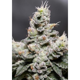 Auto Zkittlez 3+1 u. fem. Vision Seeds