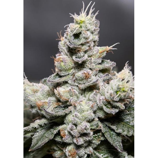 Auto Zkittlez 3+1 u. fem. Vision Seeds