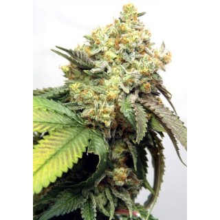 Banana Punch 3+1 u. fem. Vision Seeds