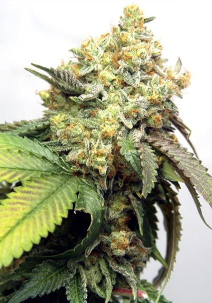 Banana Punch 3+1 u. fem....