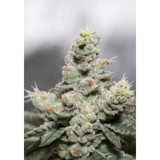 Blue Cookies x OG Kush 3+1 u. fem. Vision Seeds