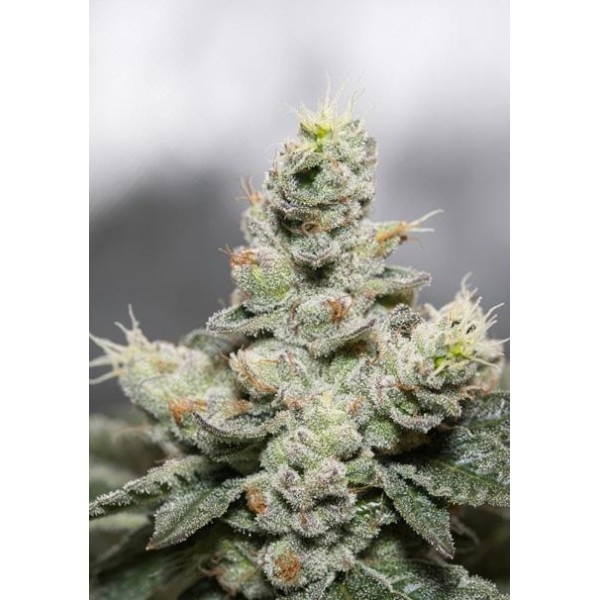 Blue Cookies x OG Kush 3+1 u. fem. Vision Seeds