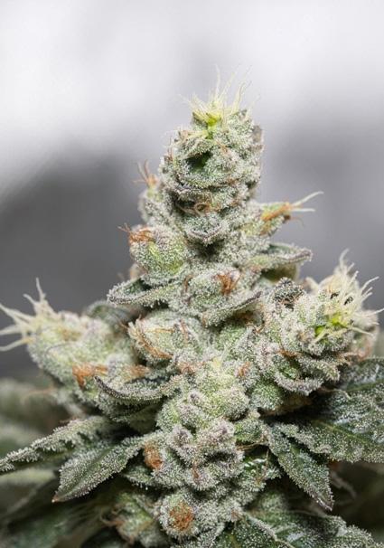 Blue Cookies x OG Kush 3+1...