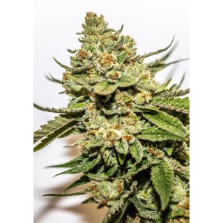 Cereal Milk x OG Kush 3+1 u. fem. Vision Seeds