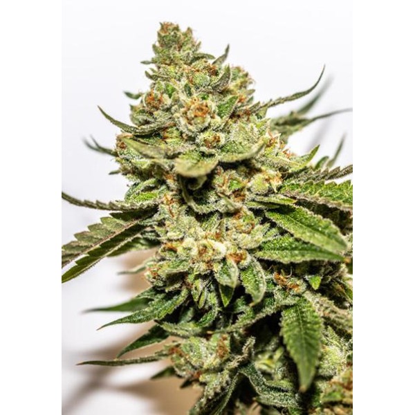 Cereal Milk x OG Kush 3+1 u. fem. Vision Seeds