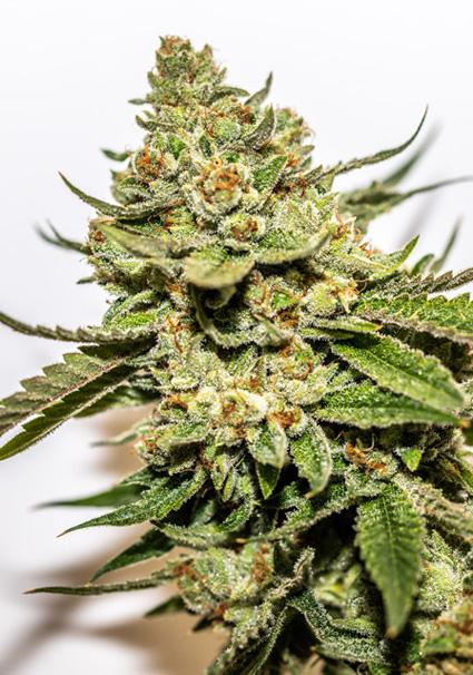 Cereal Milk x OG Kush 3+1...