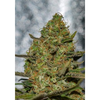 Forbidden Fruit x Spriter 3+1 u. fem. Vision Seeds